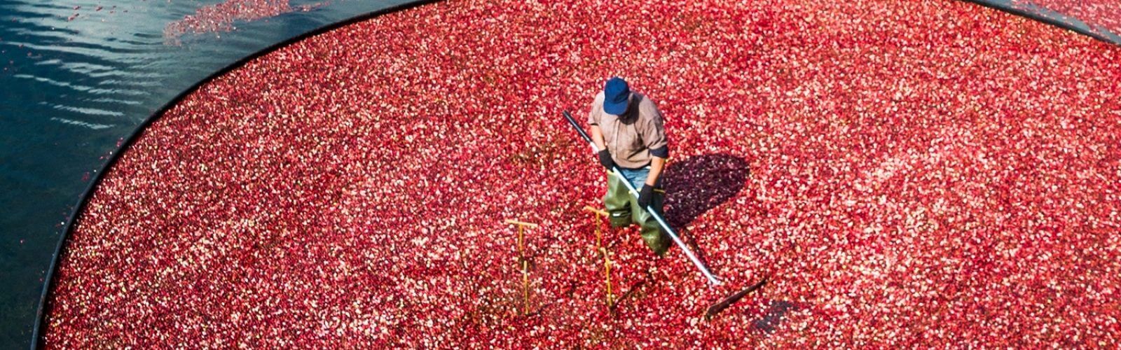 Manufacturing sites throughout the USA - Cranberry Bog